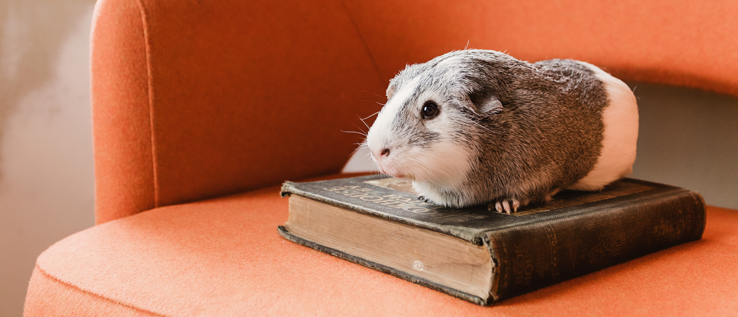 Cute guinea pig on an orange leather chair